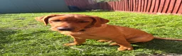 Labrador Retriever dogs for sale: Looking to rehome are 5 month old Labrador  in Carmarthen - Advert 2