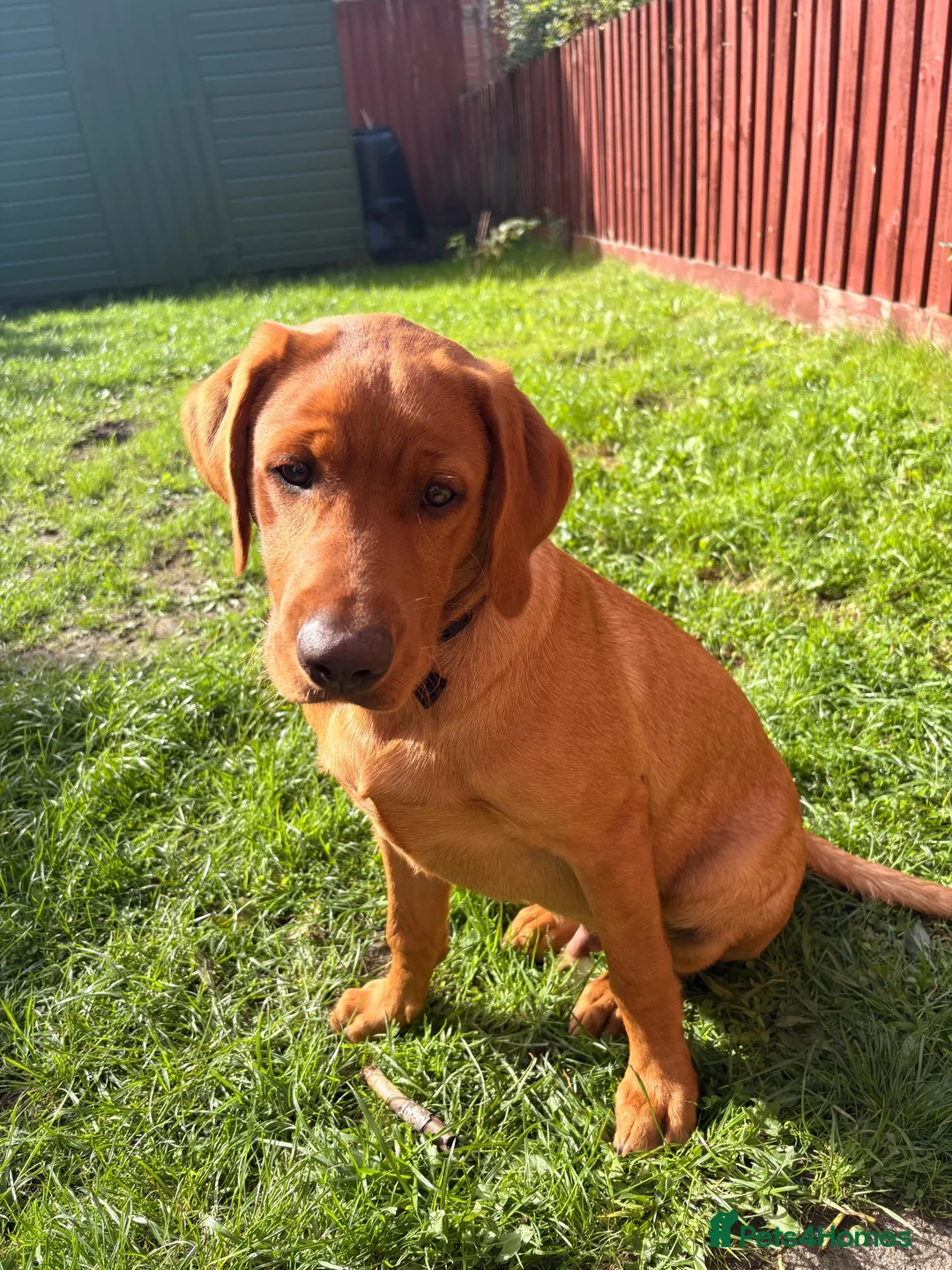 Labrador Retriever dogs for sale: Looking to rehome are 5 month old Labrador  in Carmarthen - Advert 2