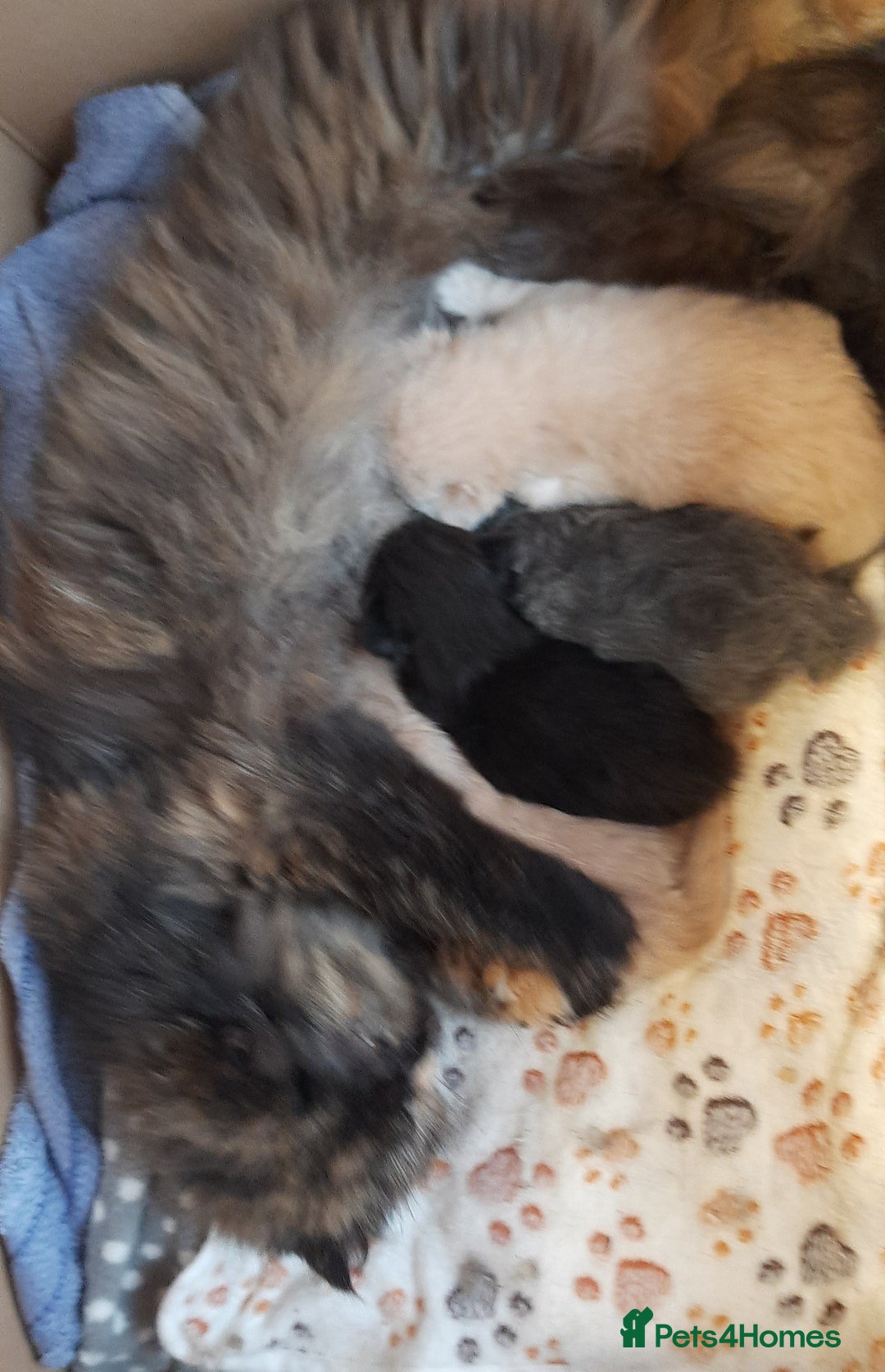 Persian cats for sale: Registered Persian kittens  - Advert 2