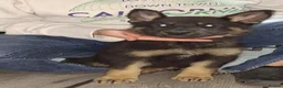 German Shepherd dogs for sale: Gorgeous German Shepherd Puppy in Bradford - Advert 10