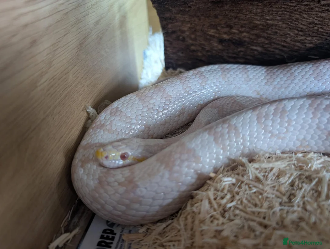 Corn Snake reptiles for sale: cornsnake  in Peterborough - Advert 4