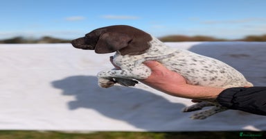 German Shorthaired Pointer dogs - Advert 14
