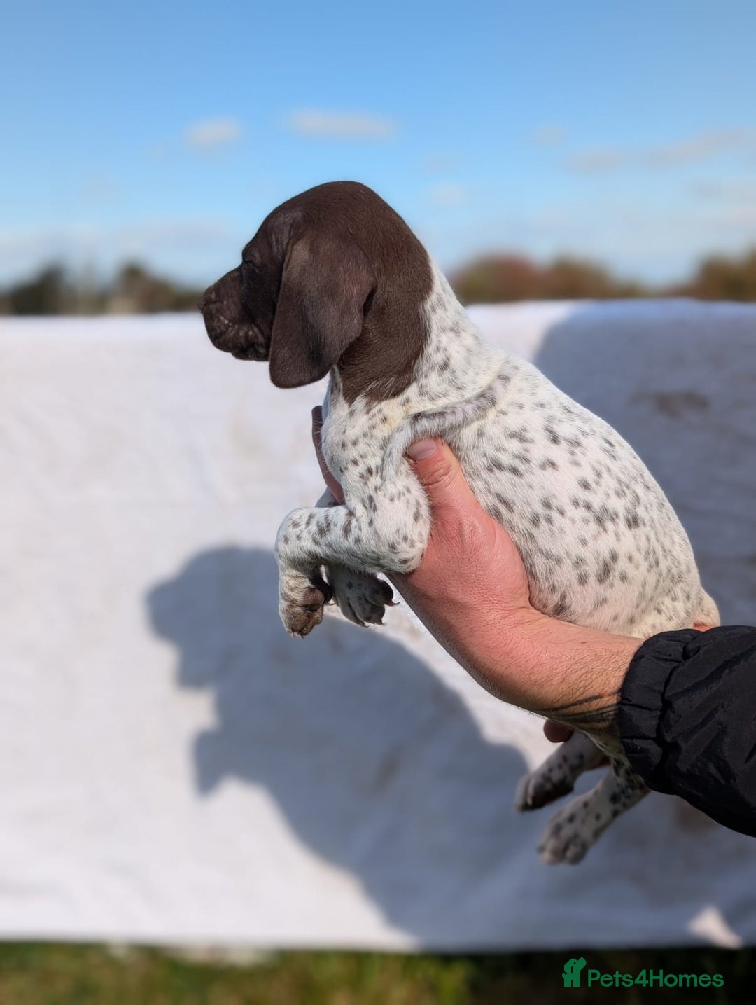 German Shorthaired Pointer dogs for sale: 7 Beautiful KC GSP Puppies - Image 3
