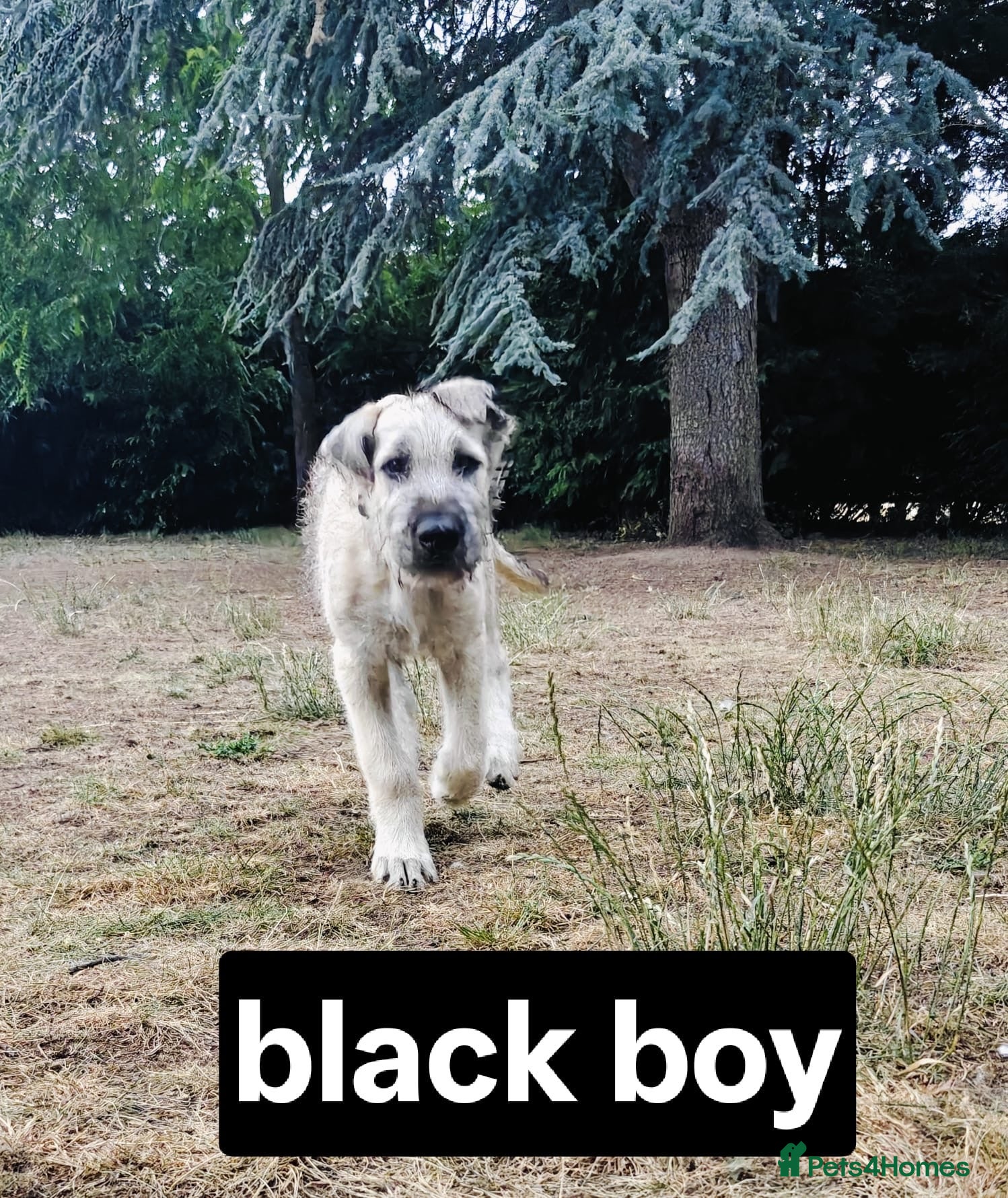 Irish Wolfhound dogs HEALTH TESTED KC Reg Irish Wolfhound Males - Advert 12