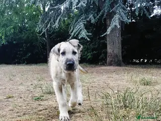 Irish Wolfhound dogs HEALTH TESTED KC Reg Irish Wolfhound Males - Advert 12