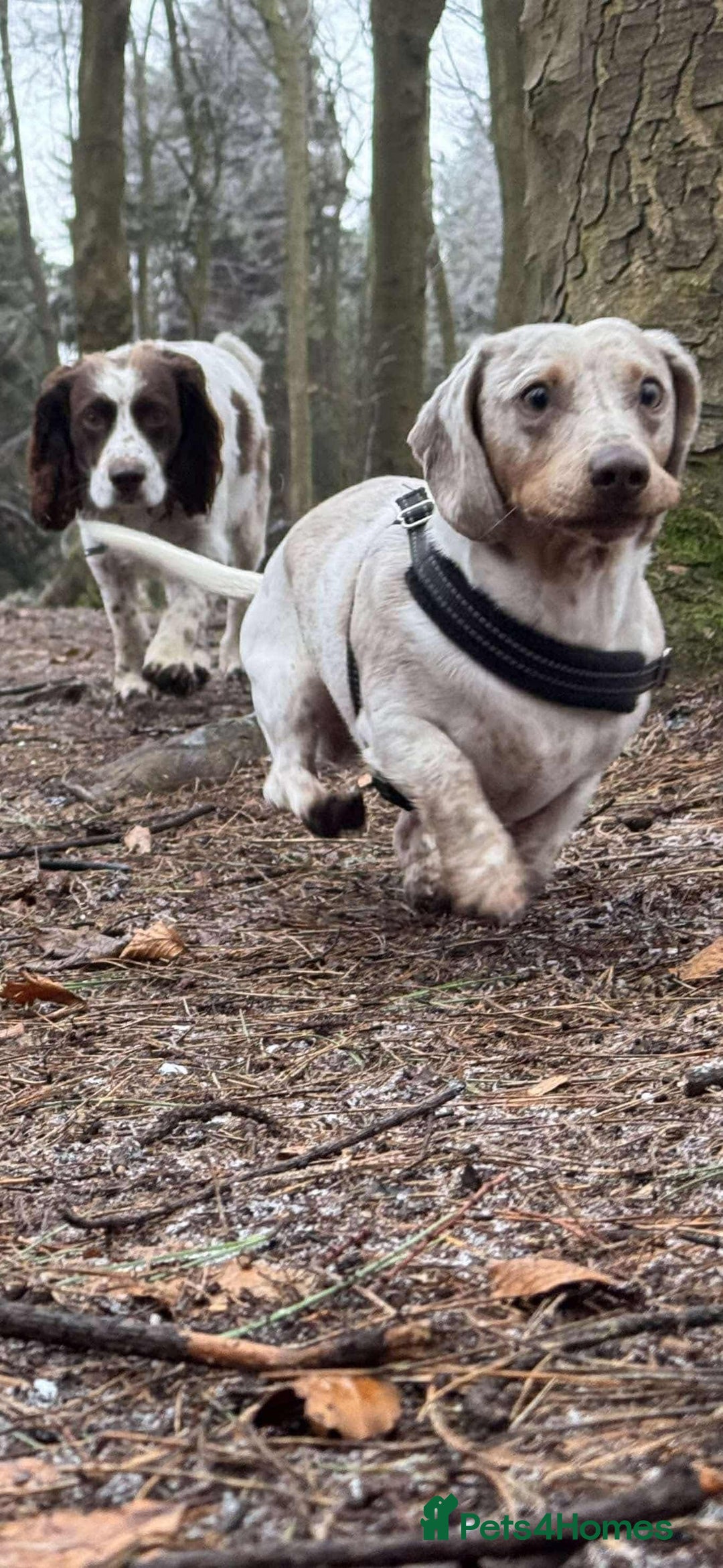 Miniature Dachshund dogs for sale: Miniature Dachshund for sale - Image 9