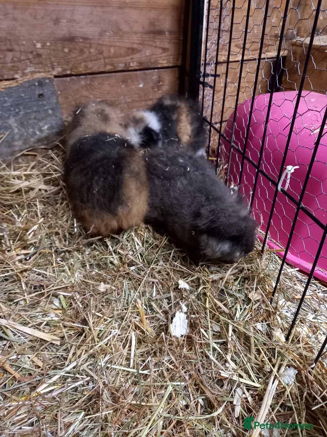 Guinea Pig rodents for sale: Swiss baby guinea-pigs  - Advert 18