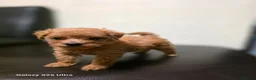 Maltipoo dogs for sale: F1 Adorable Maltipoo Puppies  - Advert 11