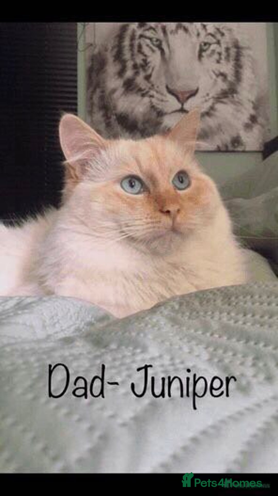 Ragdoll cats for stud: Rare Flame Point Ragdoll for stud - Image 2