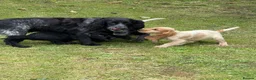 Cocker Spaniel dogs for sale: Cocker Spaniel puppies  - Advert 10