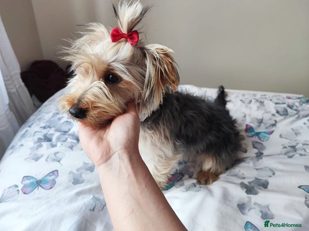 Yorkshire Terrier dogs - Advert 1