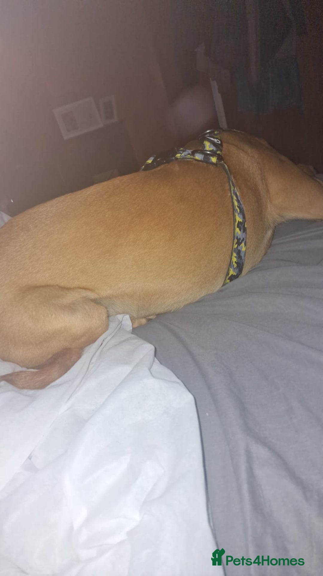 Mixed Breed dogs for sale: Fudge  - Image 3