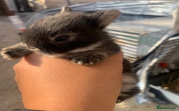 Netherland Dwarf rabbits for sale: Gorgeous Netherland Dwarf Rabbits 6 left 🐰 - Image 12