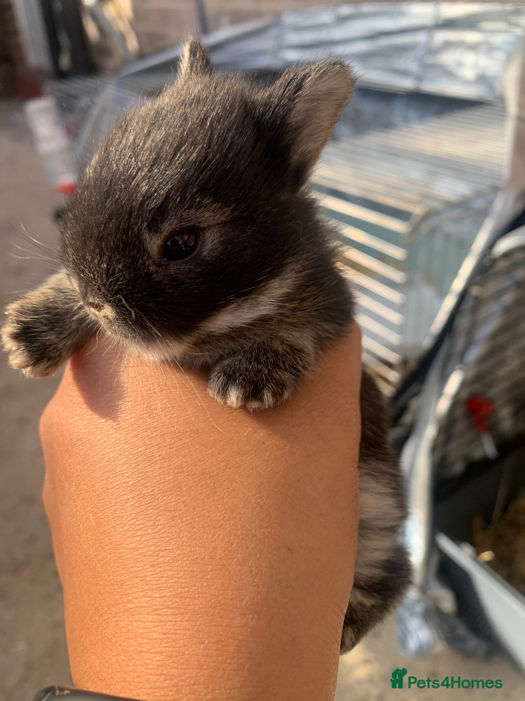 Netherland Dwarf rabbits for sale: Gorgeous Netherland Dwarf Rabbits 6 left 🐰 - Image 12