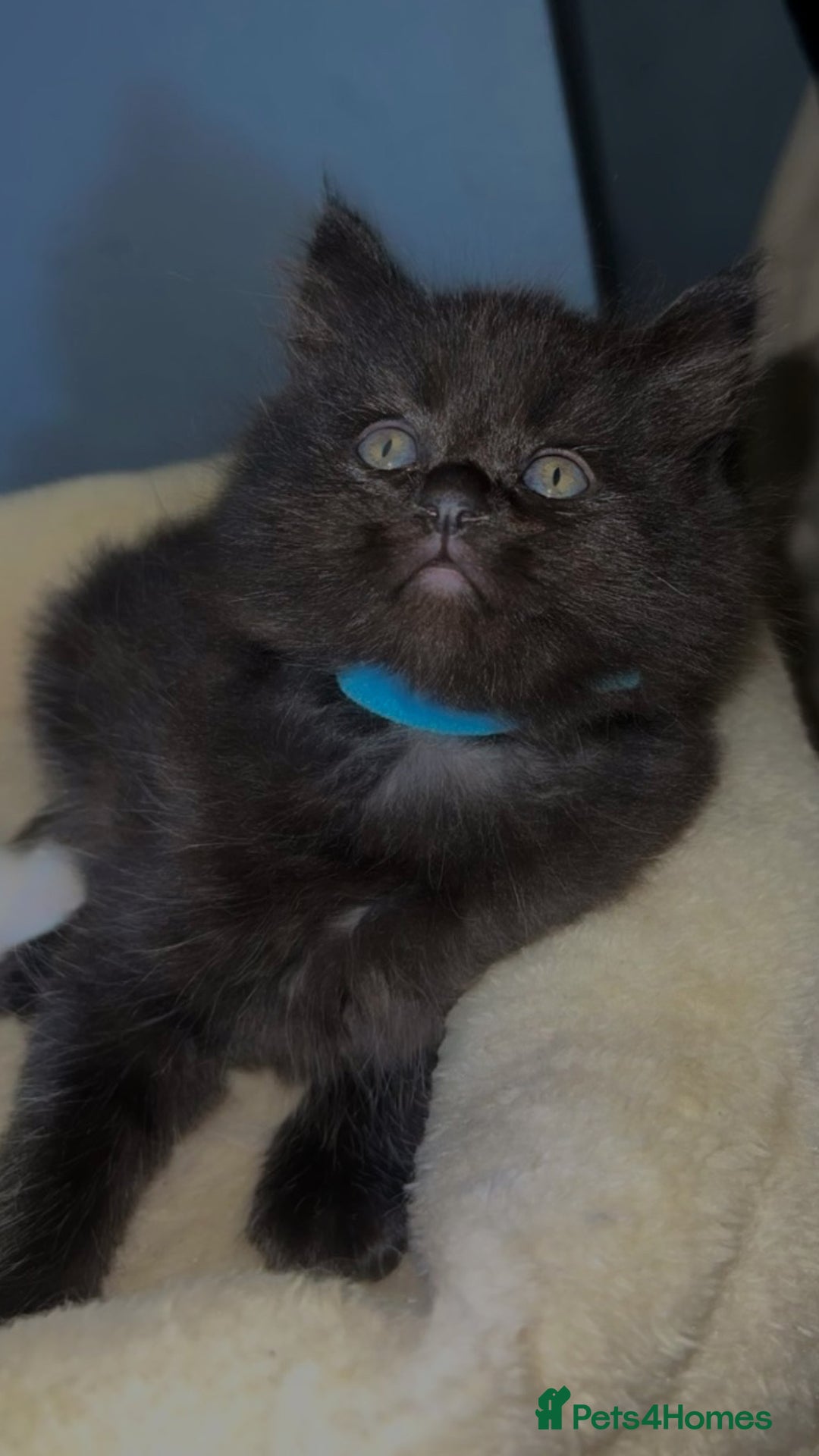 Mixed Breed cats for sale: Maine Coon X Ragdoll Kittens - Advert 3