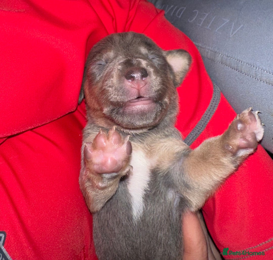 Jack Russell dogs for sale: Jack Russel puppies  - Advert 2