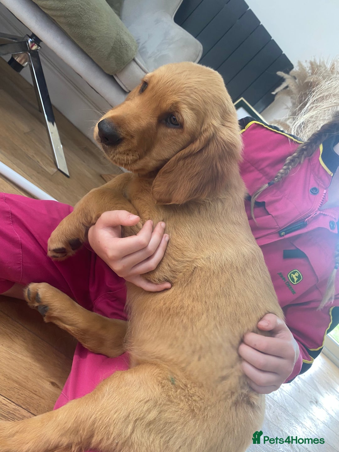 Golden Retriever dogs for sale: Kc pedigree golden retrievers (fox red  in Malton - Image 7