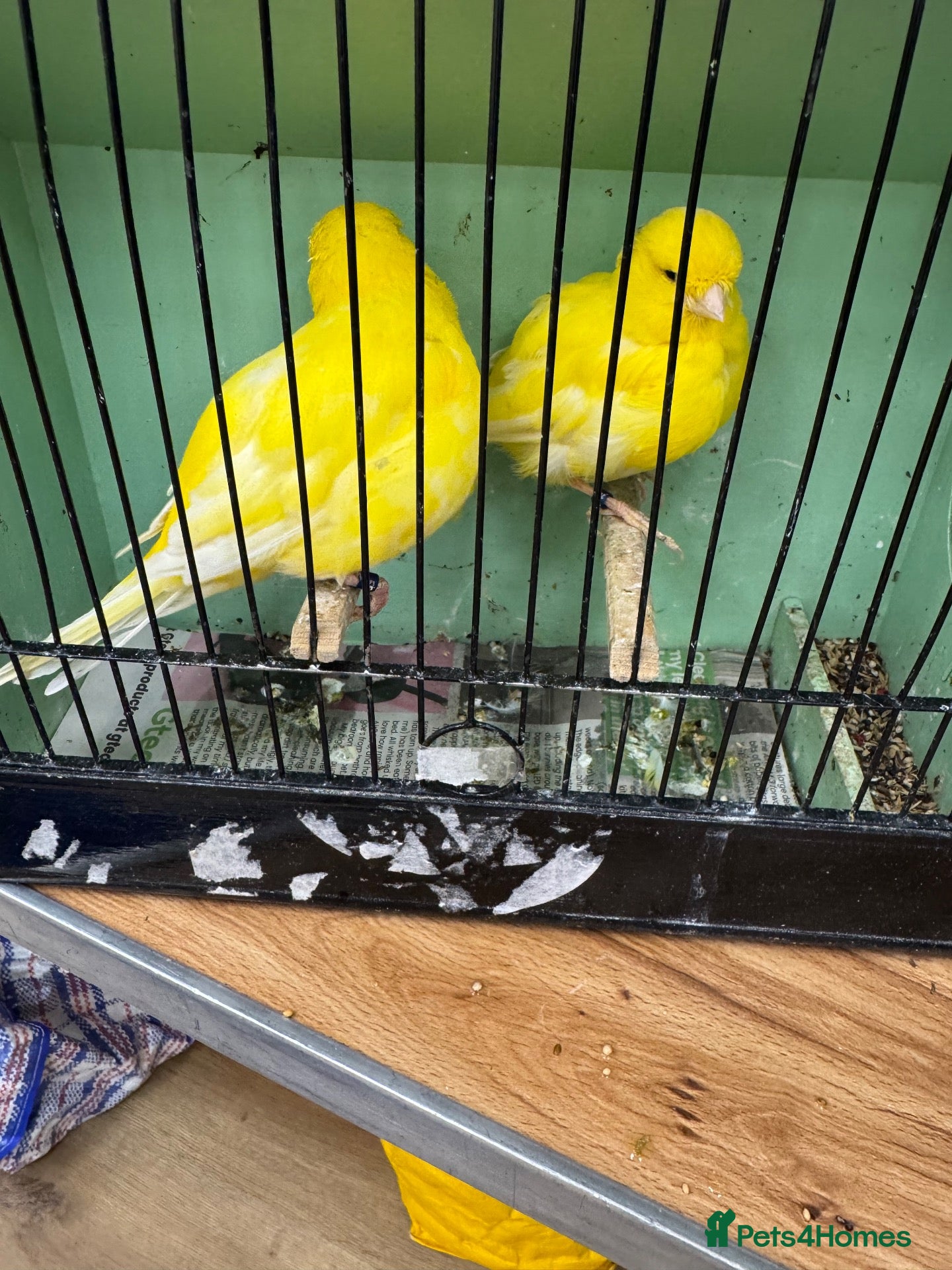 Mixed Breed birds Mix breed Canary Dove      - Advert 1