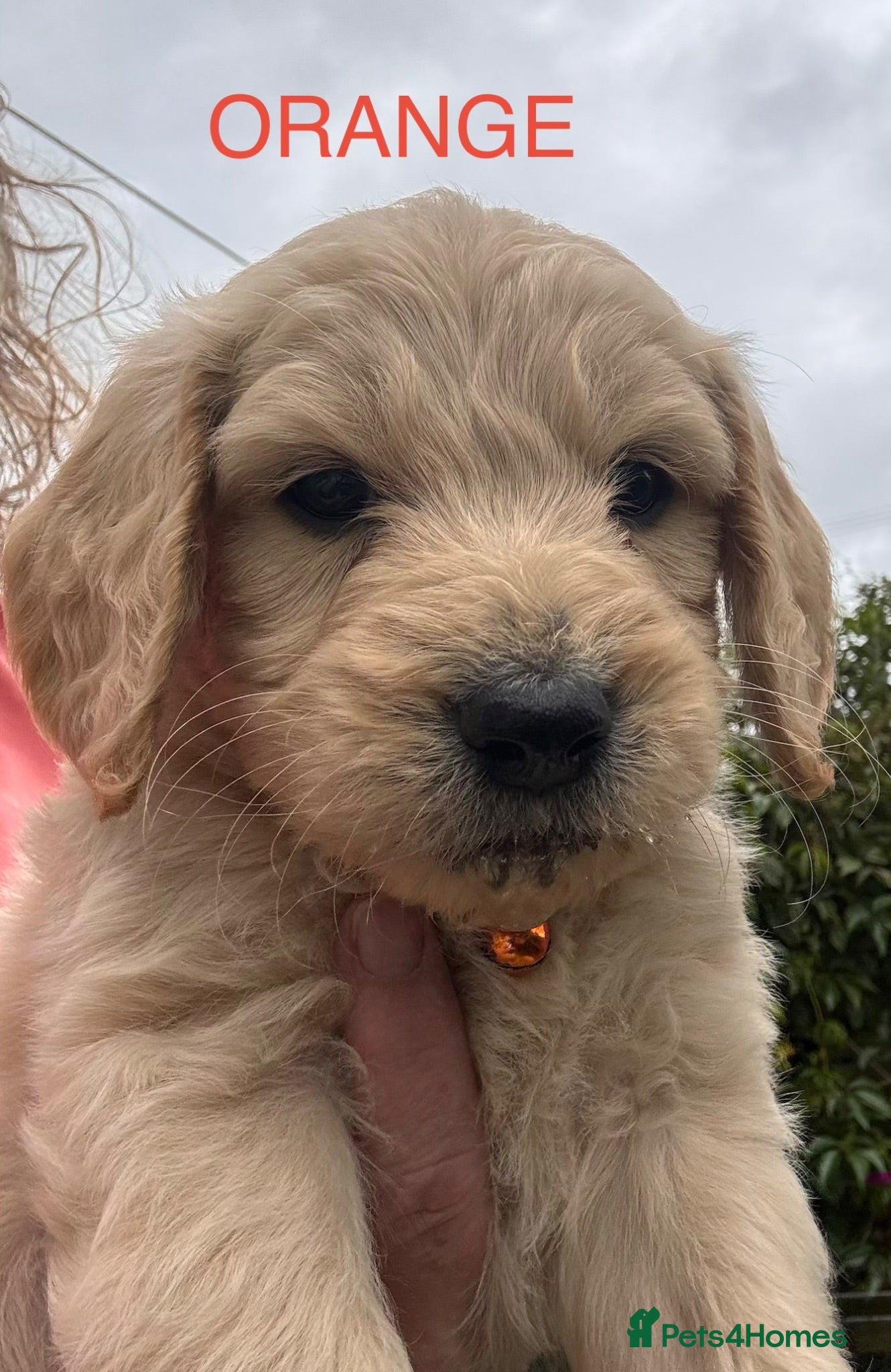 Goldendoodle dogs ⚜️GOLDENDOODLES⚜️ Simply Stunning - Advert 18