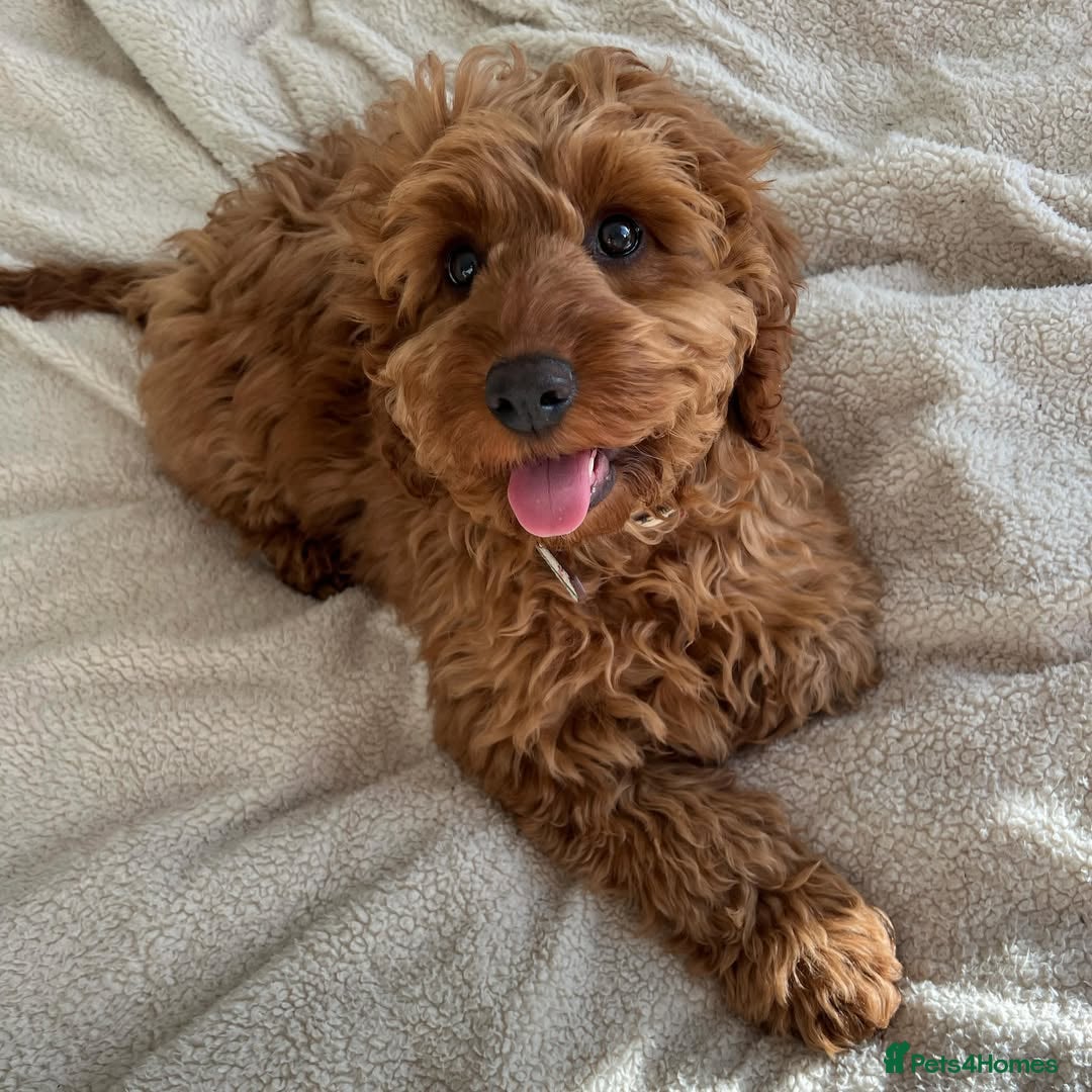 Cockapoo dogs for sale: gorgeous 7-month-old male Cockapoo  - Image 1