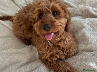 Cockapoo dogs for sale - Advert 1