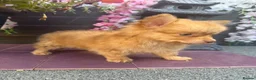 Pomchi dogs for sale: Two beautiful playful well socialised boys  - Advert 8