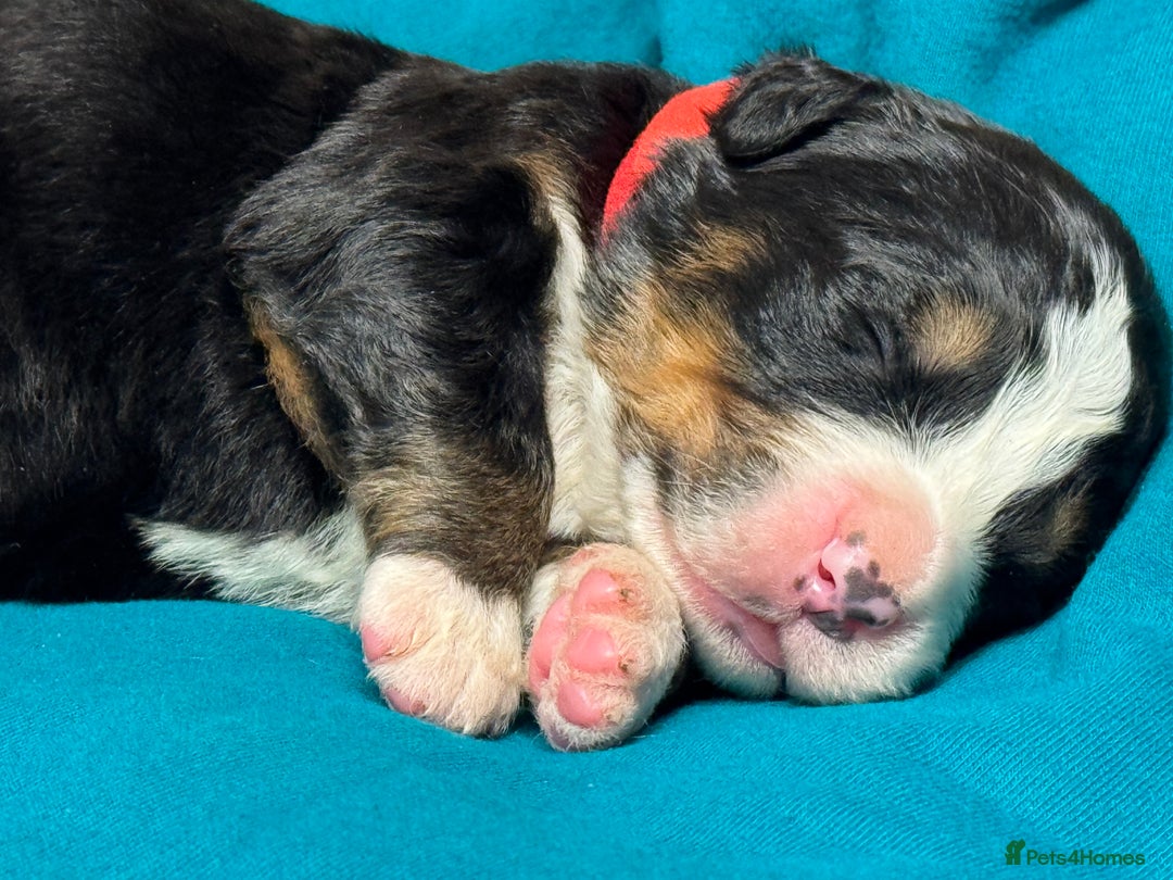 Bernese Mountain Dog dogs for sale: KC Registered Bernese Mountain Dog Puppies - Advert 10