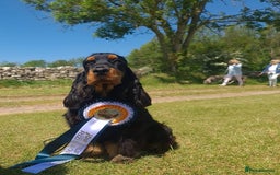 Cocker Spaniel dogs for sale: Fully Health tested show line cocker puppies  - Image 17
