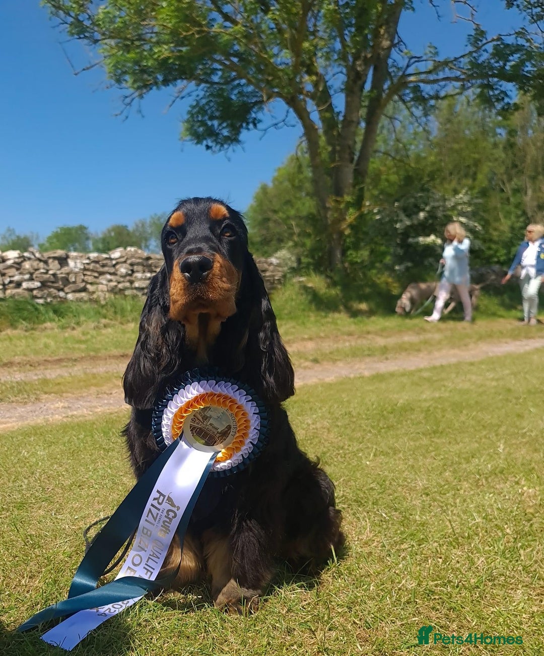 Cocker Spaniel dogs for sale: Fully Health tested show line cocker puppies  - Image 17