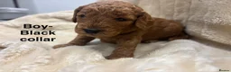 Cockapoo dogs for sale: 🐾 STUNNING F1B RED MINIATURE COCKAPOO PUPPIES  - Advert 5