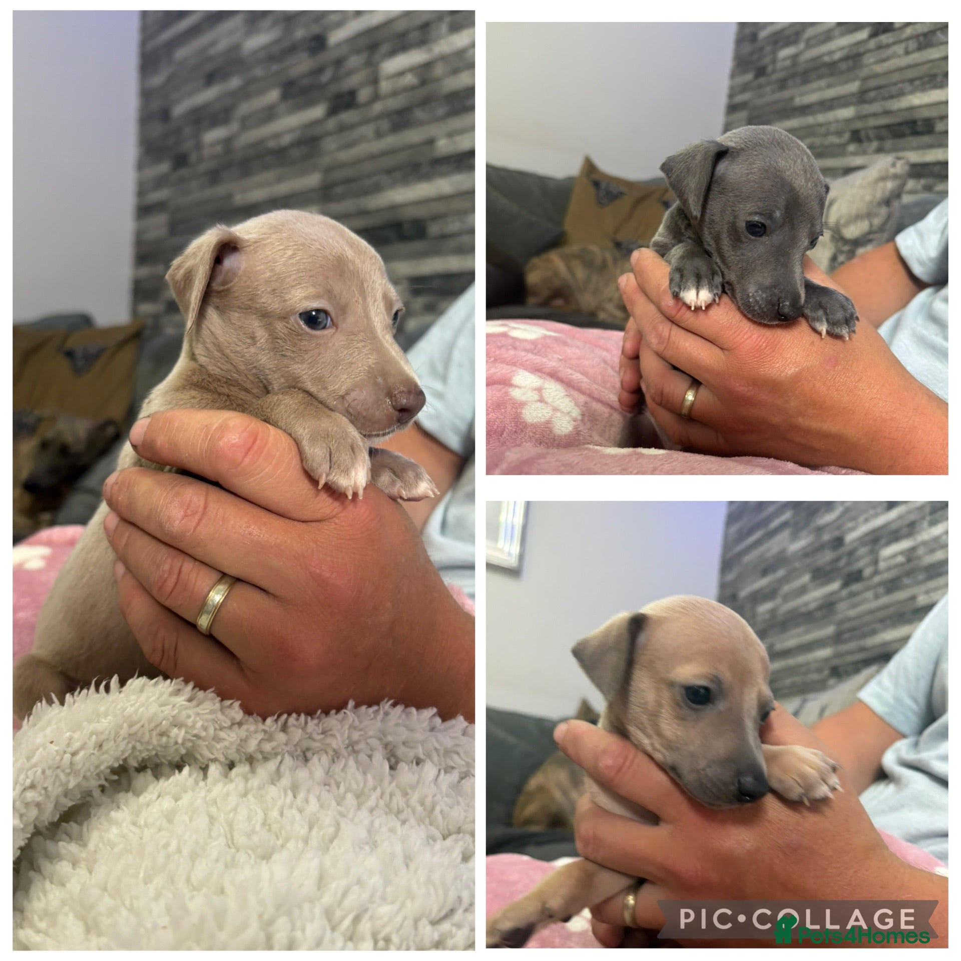 Mixed Breed dogs Italian greyhound 3/4 and 1/4 whippet puppies  - Advert 1