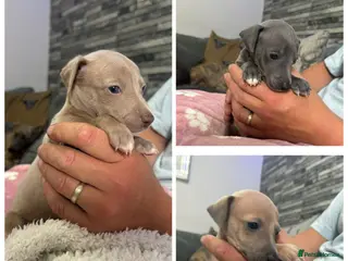 Mixed Breed dogs Italian greyhound 3/4 and 1/4 whippet puppies - Advert 1