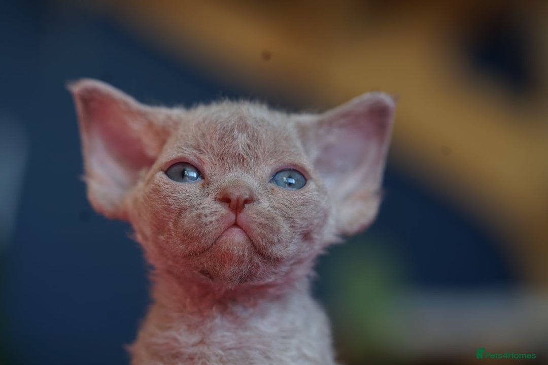 Devon Rex cats for sale: Ravel 💜male Devon Rex available  - Image 13