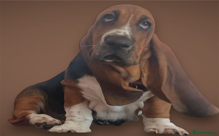 Basset Hound dogs - Advert 13