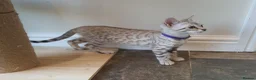 Bengal cats for sale: 🐆💕Very Beautiful Tica Registered Bengal Kittens. - Advert 24
