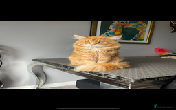 Maine Coon cats for sale: Ginger Maine coon boy - Image 12