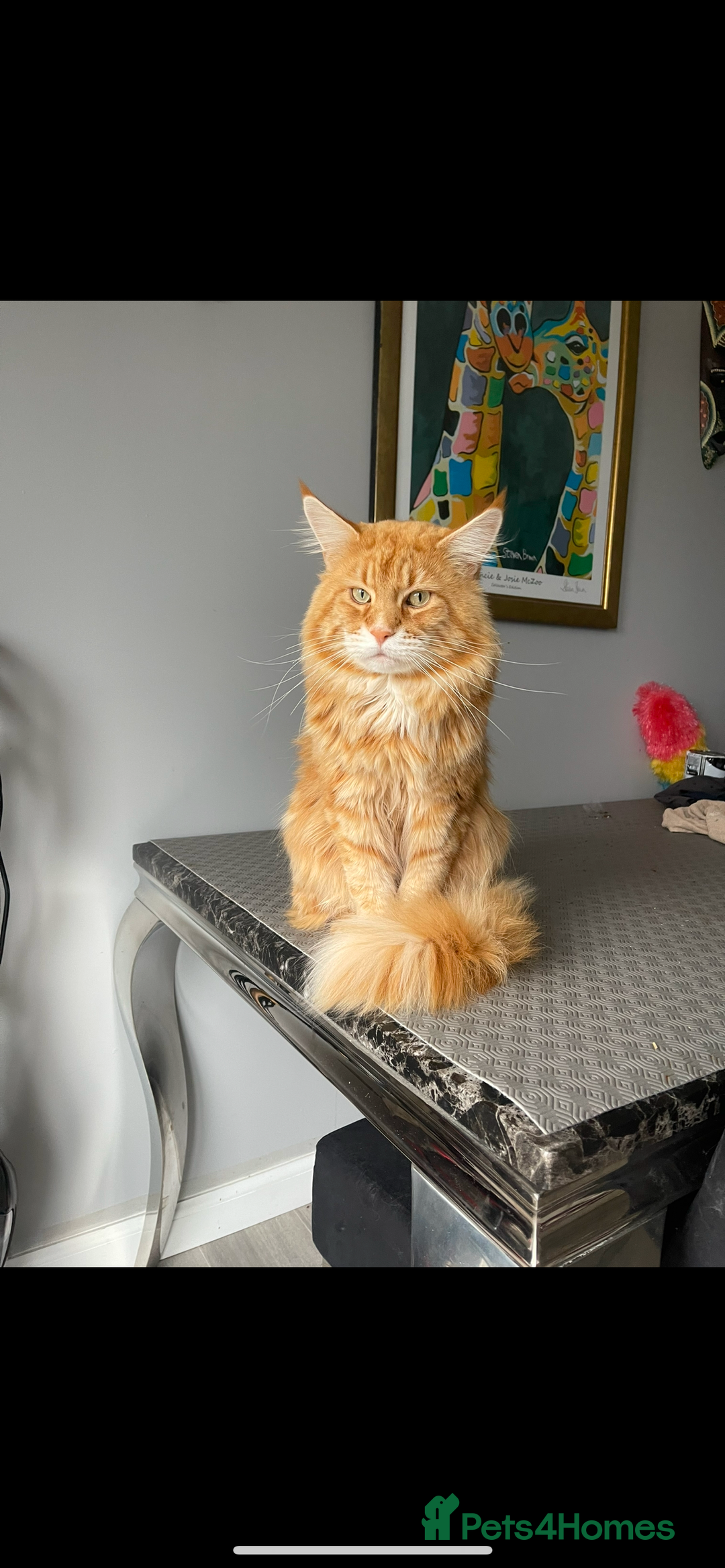 Maine Coon cats for sale: Ginger Maine coon boy - Image 12
