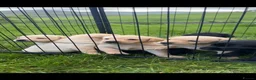 Labrador Retriever dogs for sale: Labrador puppies for sale - Advert 2