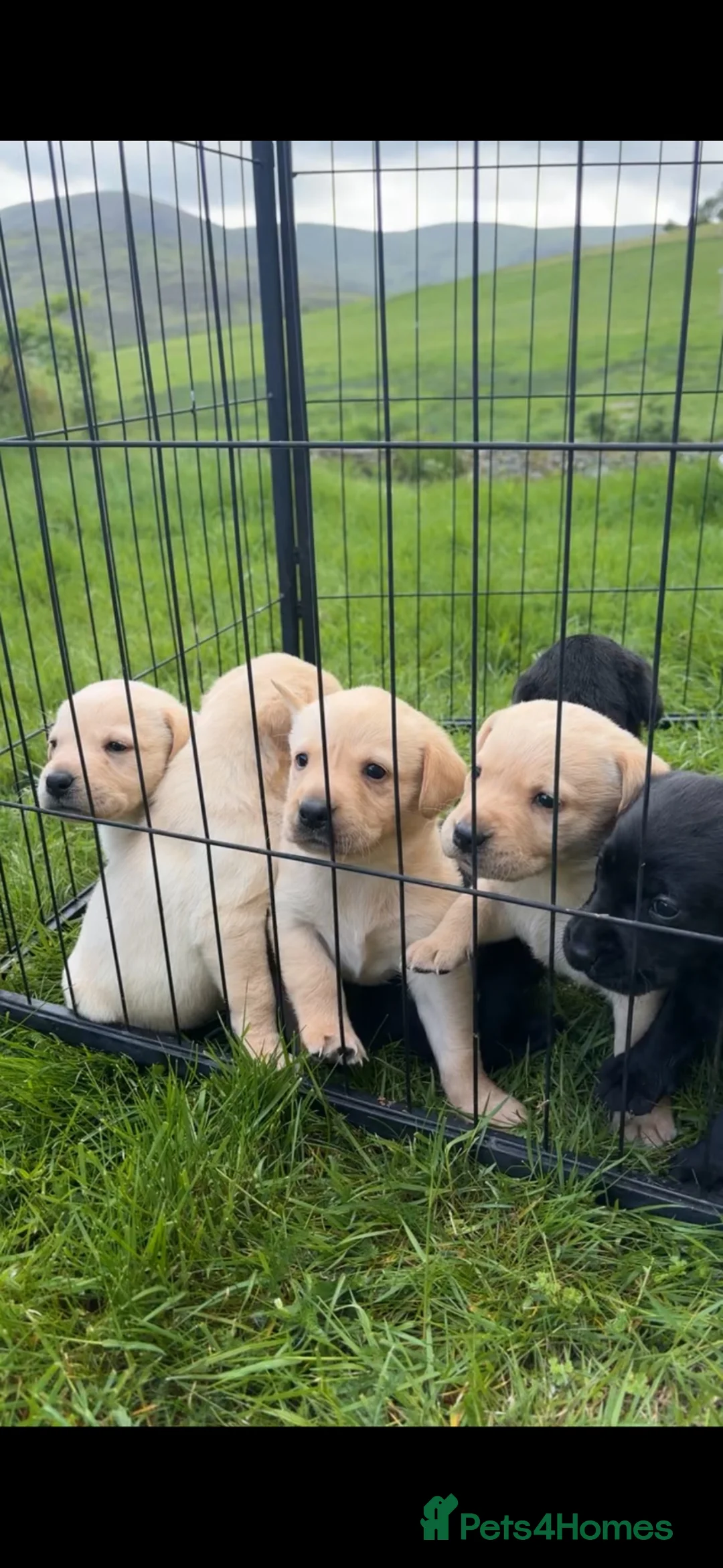 Labrador Retriever dogs for sale: Labrador puppies for sale - Advert 2