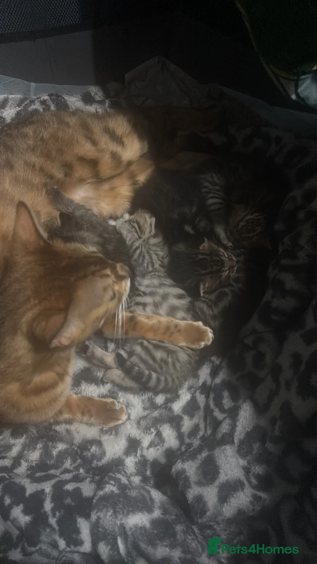 Bengal cats for sale: 5 mixed bengal kittens - Advert 28