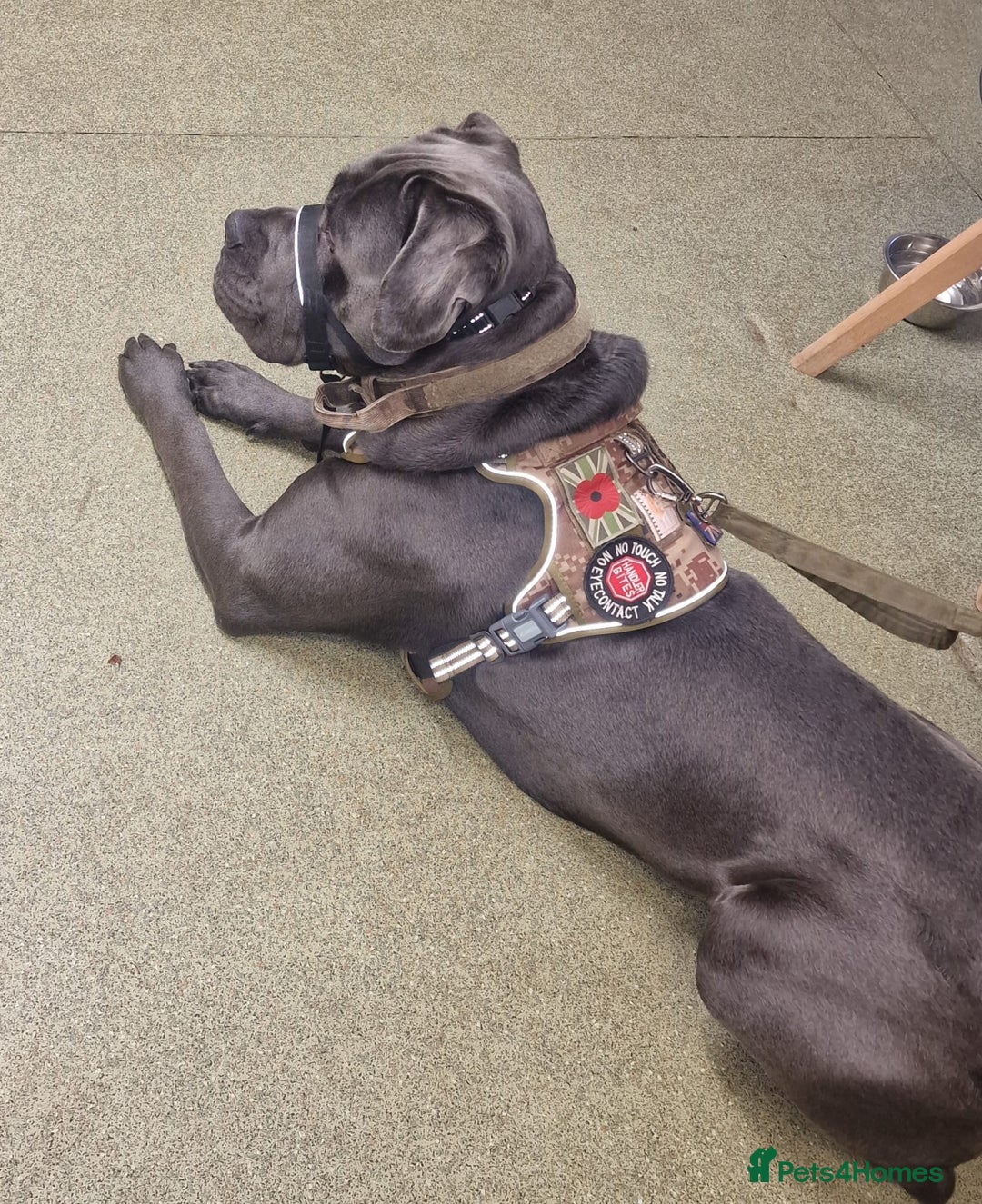 Cane Corso dogs for sale: Conan cane corso - Advert 5