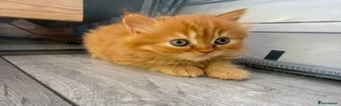 British Longhair 4