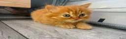 British Longhair cats for sale: Adorable British Longhair kittens - TICA registred - Advert 11
