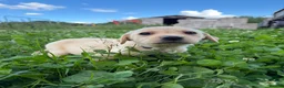 Labrador Retriever dogs for sale: Labrador pups ready to go Friday  - Advert 6