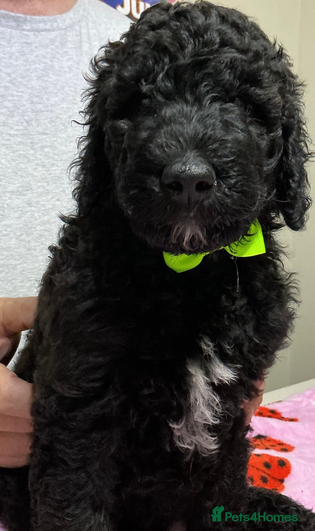 Standard Poodle dogs for sale: Stunning Standard poodles  in Loughborough - Image 29