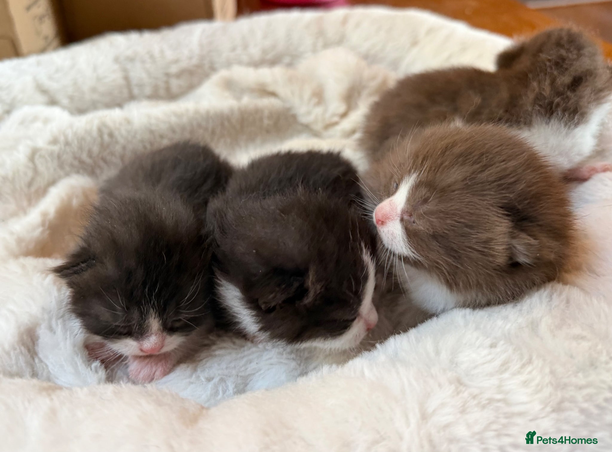 British Shorthair cats Beautiful British shorthairs bi colours  - Advert 5