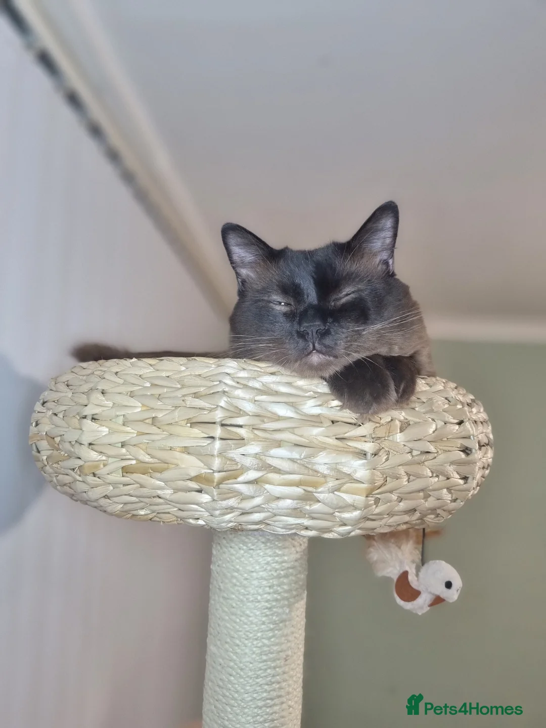 Ragdoll cats for stud: Ragdoll Seal Sepia Stud Genetically Tested 🐾 in London - Advert 21