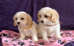 Cavachon dogs for sale: Cute Cavachon puppies  - Image 5