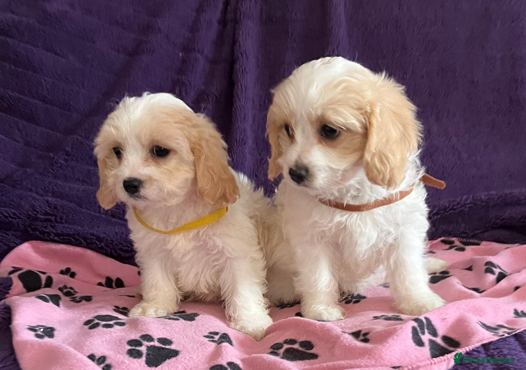 Cavachon dogs for sale: Cute Cavachon puppies  - Image 5