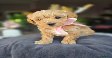 Maltipoo dogs - Advert 10